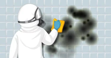 how to get a free mold inspection